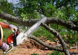 Best Seasonal Cleanup  in USA